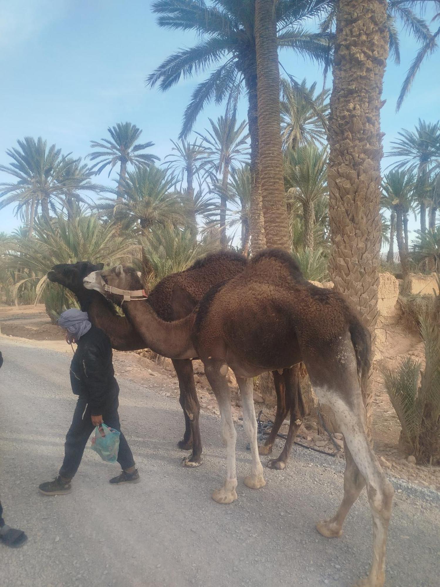 Maison Etoile Du Desert Tighmert Luaran gambar